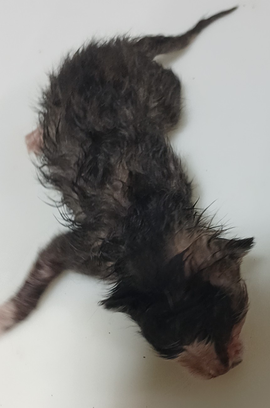한국 고양이 이미지 파일 입니다.
